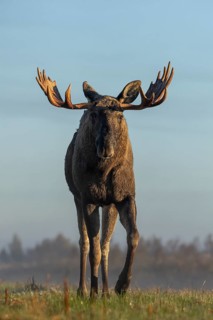 In a frontal view, the bull elk (Alces alces) looks even more impressive, eye contact, menacing,