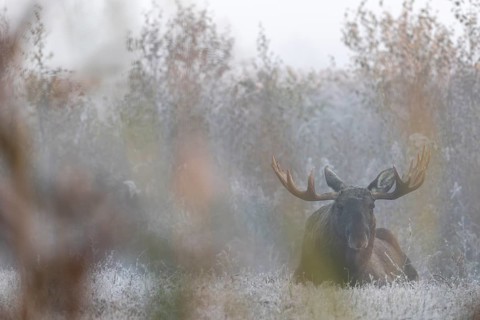 After a cold night with hoarfrost, the first rays of sun hit the antlers of bull elks (Alces