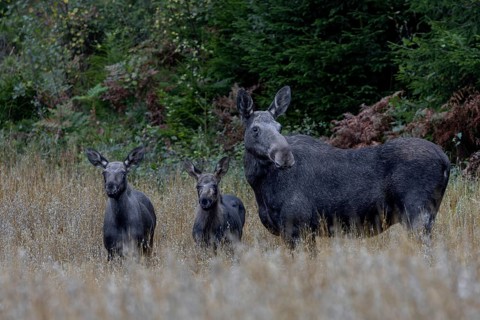 Elk cow (Alces alces) with calves in an oat field, dam, boy rearing, Sweden