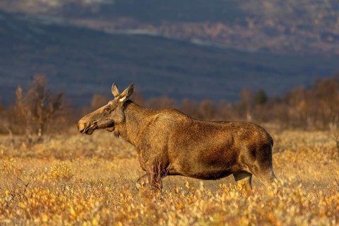 An elk cow (Alces alces) wanders through a swamp area in the light of the evening sun, Norway
