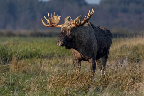 A bull elk (Alces alces) looking for food after the end of the rutting season, elk shovel, Denmark
