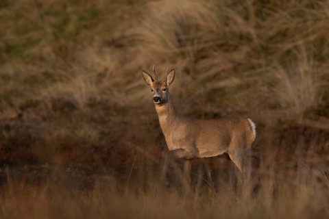 In the last light of the evening sun, the roebuck (Capreolus capreolus) becomes aware of another