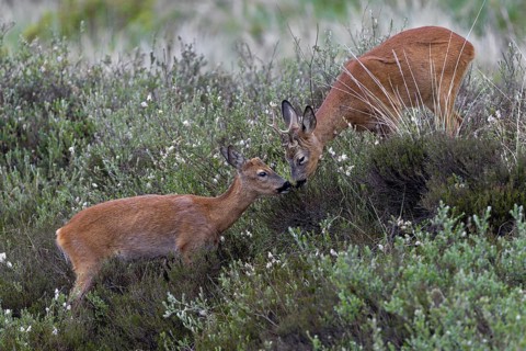 Suddenly a buttonbuck appears and immediately looks for proximity to the roebuck (Capreolus