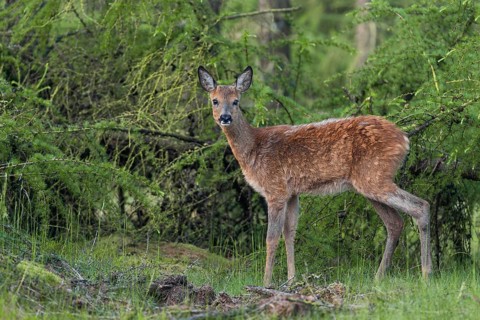 A young roebuck (Capreolus capreolus) in early summer larch forest, buttonbuck, fur change, spring