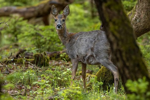 A pregnant duck (Capreolus capreolus) searches in an oak forest in late spring for food, deer,