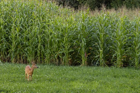 A roebuck (Capreolus capreolus) yearling branches in front of a corn field, Germany