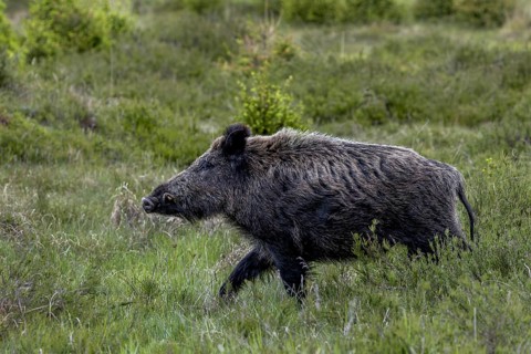 With its head held high, the boar boar (Sus scrofa) passes by me, Denmark