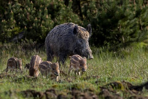 Wild boar stream (Sus scrofa) crosses a wild meadow with its piglets, boy rearing, Denmark