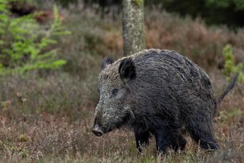 Wild boars (Sus scrofa) must also ease themselves, taking a curved posture, stream, loosen, Denmark