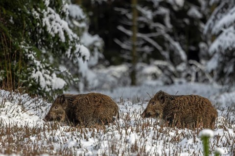 Two wild boar newbies (Sus scrofa) follow the stream, the low winter sun makes the coat appear