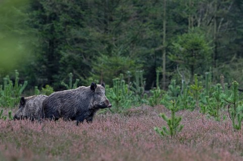 Two wild boar streams (Sus scrofa) stand carefully between withered broom heath, alert, eyes,