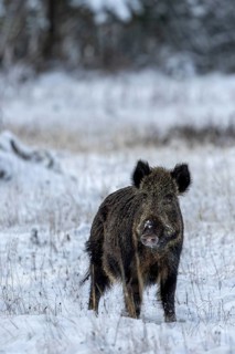 Wild boar boar (Sus scrofa) during mating season, looking for streams in winter landscape,