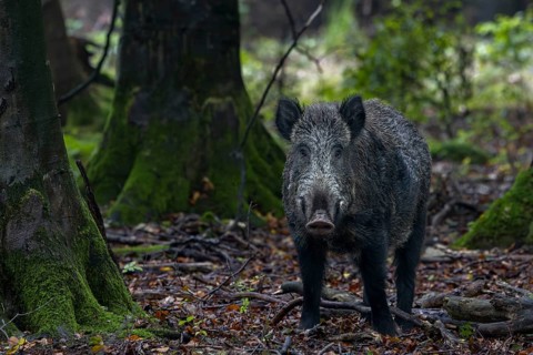 Wild boar boar (Sus scrofa) looking for beechnuts, alert, eyes, eye contact, Denmark