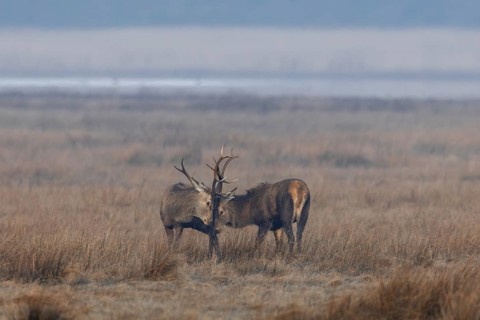 Two red deer (Cervus elaphus) playfully fight in the morning fog in a meadow, repeatedly