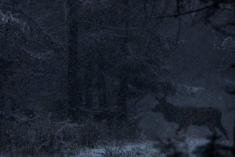 Like a shadow, the red deer (Cervus elaphus) moves silently across a forest path in the snow,