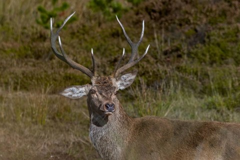 This red deer (Cervus elaphus) must have had a mishap as a calf, or perhaps during a playful fight,