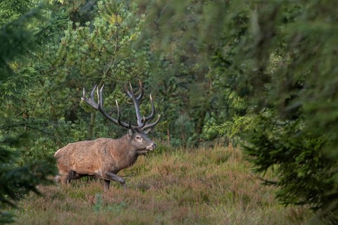 A red deer (Cervus elaphus) with impressive antlers crosses a path in spruce forest, rutting,