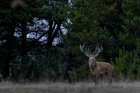 In the late evening, the red deer (Cervus elaphus) become very active in the rutting and start