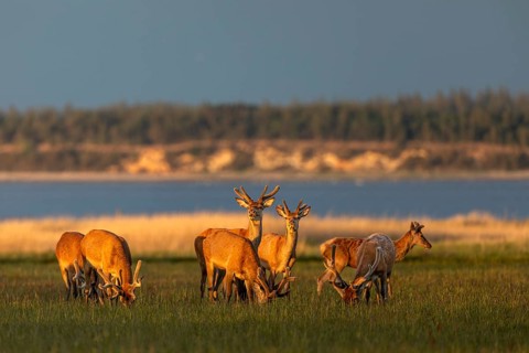 Despite this idyll, the Rothians (Cervus elaphus) always remain alert and keep an eye on the