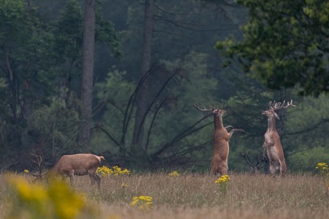 Standing on their hind legs and handing out blows with their front legs, the red deer (Cervus