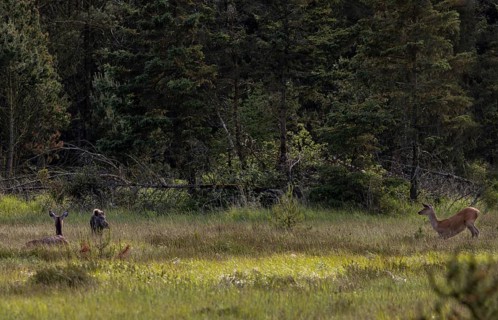 The wild boar boar (Sus scrofa) has come close enough to the rottier (Cervus elaphus) that it