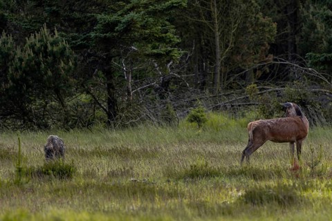 The wild boar boar (Sus scrofa) crosses the meadow directly behind the rottier (Cervus elaphus),
