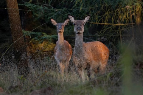 Two rotting animals (Cervus elaphus) alert, illuminated by the last rays of the evening sun,