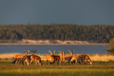 A pack of red deer (Cervus elaphus) branches in the light of the evening sun on the North Sea