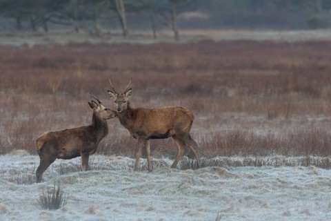 Social contacts between red deer spewers (Cervus elaphus) are common, as they have been living