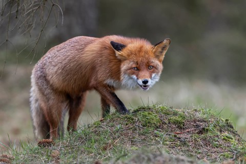 Something on the small hill attracts the interest of the red fox fÃ¤he (Vulpes vulpes), Denmark