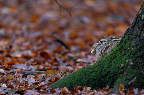 Brown hare (Lepus europaeus) sitting on the trunk of a European beech, Germany