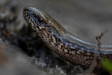 Blindschleiche (Anguis fragilis) nimmt ein Sonnenbad, Heidelandschaft, Deutschland