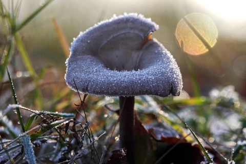 Hoarfrost in nature, mushroom, winter, Germany
