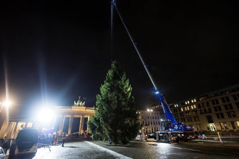 THW volunteers set up the Christmas tree delivered from Thuringia in front of the Brandenburg Gate,