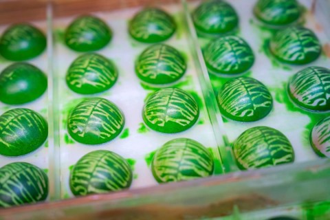 Green chocolates with decorative pattern in a transparent form, Christmas baking, Haselstaller Hof,