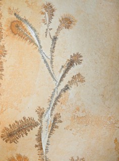 Orange and gray dendrites on light rock, skeletal crystals with fine branches, plant-like crystal