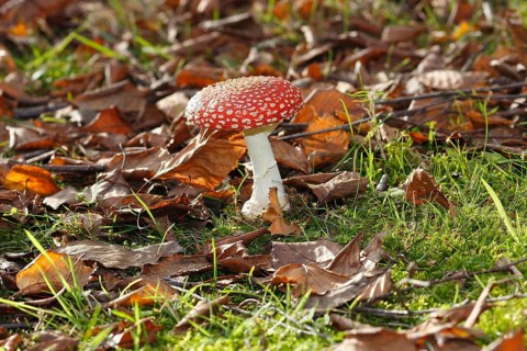 Red toadstool (Amanita muscaria), fruiting body, in autumn leaves, North Rhine-Westphalia, Germany
