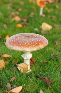 Toadstool (Amanita muscaria), fruiting body, North Rhine-Westphalia, Germany
