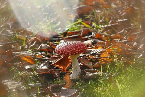 Red toadstool (Amanita muscaria), fruiting body, with alienation, North Rhine-Westphalia, Germany