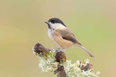 Willow tit (Parus montanus) sitting on lichen-covered branch, wildlife, animals, birds, tit,
