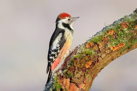 Middle woodpecker (Dendrocopos medius) sitting on a thick branch covered with moss, winter, light