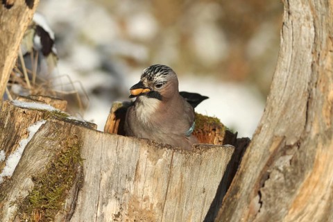 Eurasian Jay (Garrulus glandarius) with acorns (Quercus) in their beak, feeding in the forest
