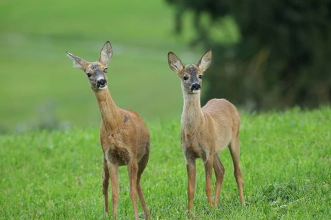 Deer (Capreolus capreolus) Ricke with eye injury, secures next to fawn on the meadow, AllgÃ¤u,