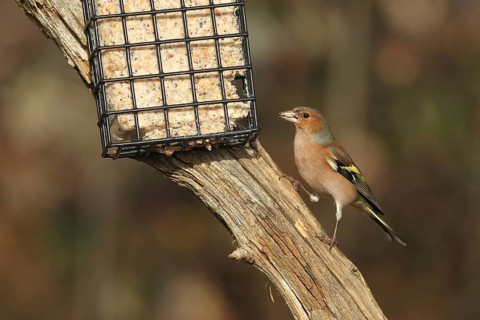 Chaffinch (Fringilla coelebs) male at winter feeding, AllgÃ¤u, Bavaria, Germany, AllgÃ¤u, Bavaria,