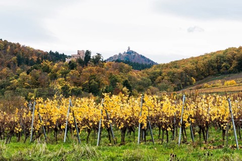 ChÃ¢teau Kintzheim and ChÃ¢teau du Haut-KÅ“nigsbourg Vineyards and Castle, Kintzheim, Bas-Rhin