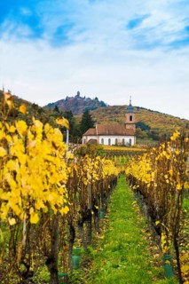 Chapel in the vineyards and castle ChÃ¢teau du Haut-KÅ“nigsbourg, Kintzheim, Bas-Rhin department,