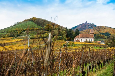 Chapel in the vineyards and castle ChÃ¢teau du Haut-KÅ“nigsbourg, Kintzheim, Bas-Rhin department,