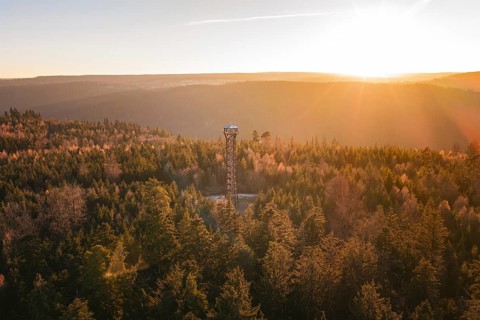 An observation tower is located in the dense, autumnal forest at sunrise, Hohe Warte observation