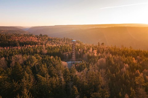 A vast forest landscape with a central observation tower at sunset, Hohe Warte observation tower,