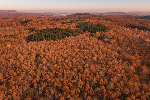 Dense autumn forest in warm colors with isolated conifers in the distance, MÃ¼hlacker, Enzkreis,
